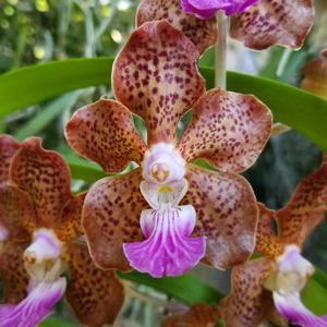 Papilionanda Paksorn Fragrance