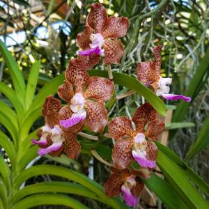 Papilionanda Paksorn Fragrance
