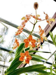 Papilionanda Batram