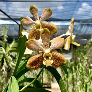 Vanda Denisander