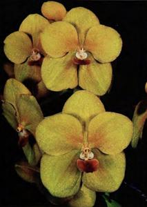 Vanda Fuchs Sunshine