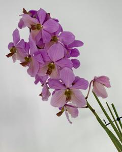 Papilionanda Maurice Restrepo