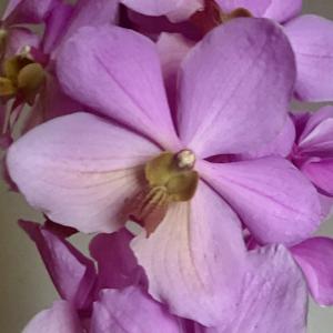 Papilionanda Maurice Restrepo