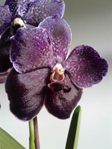 Vanda Robert's Delight