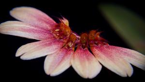 Bulbophyllum Daisy Chain