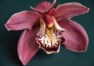 <i>Cymbidium</i> Fusilier