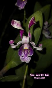 <i>Dendrobium</i> Tan Teo Kim