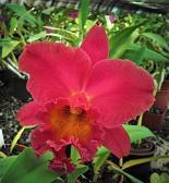 Cattleya Royal Emperor