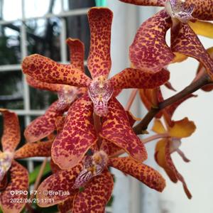 <i>Renantanda</i> Mem. Henry Trimen