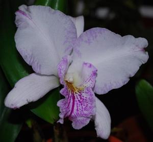 Laeliocattleya Ballet Folklorico