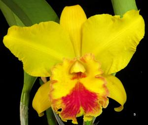 Rhyncholaeliocattleya American Heritage