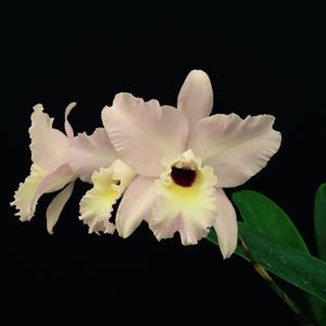 Laeliocattleya Sylvan Sprite