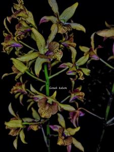 <i>Dendrobium</i> Marguerite K. Ashford