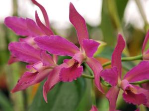 Cattlianthe King's Serenade
