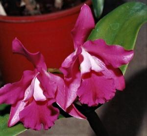 Cattlianthe King's Serenade