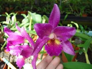 Cattlianthe King's Serenade