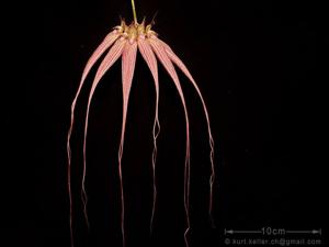 Bulbophyllum Elizabeth Ann