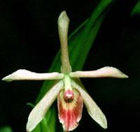 <i>Epicattleya</i> Elaine Newbill