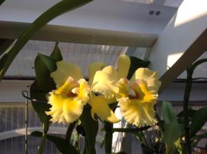 Rhyncholaeliocattleya Emily Simmons