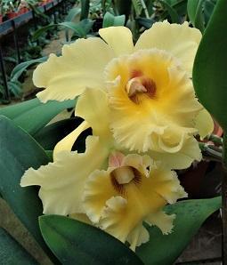 Rhyncholaeliocattleya Emily Simmons