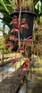 Cymbidium Clare Natasha