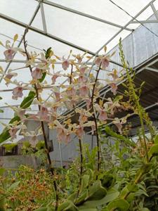 Dendrobium Carl Ludwig Bundt