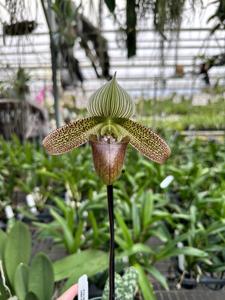 <i>Paphiopedilum</i> Helen Milton