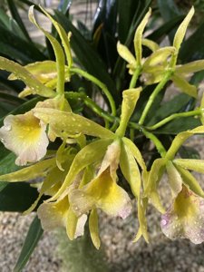 Brassocattleya Seagulls Surf