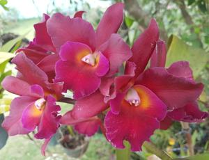 Cattlianthe Sagarik Wax