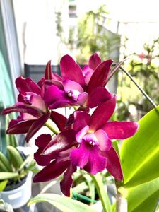 Cattlianthe Sagarik Wax