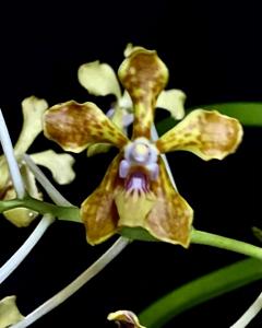 <i>Vanda</i> Wee Kim Lian