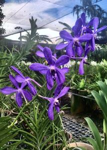 Aranda Wan Chark Kuan