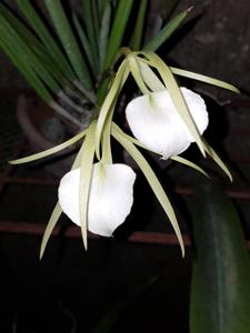 Brassavola Little Stars