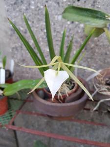 Brassavola Little Stars