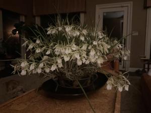 Brassavola Little Stars