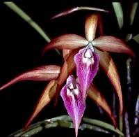 Brassocattleya Sunset Surprise