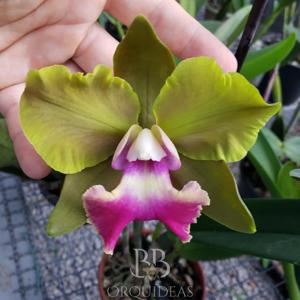 Rhyncholaeliocattleya Crowfield