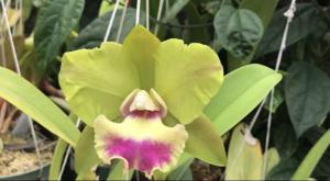Rhyncholaeliocattleya Crowfield