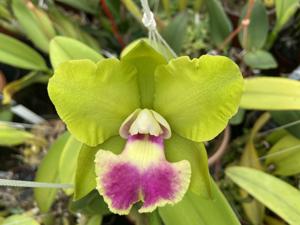 Rhyncholaeliocattleya Crowfield