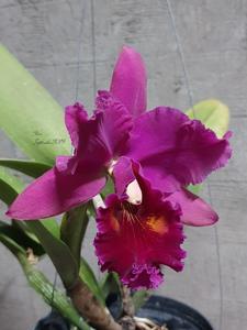 Rhyncholaeliocattleya Edisto