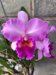 Rhyncholaeliocattleya Pink Diamond