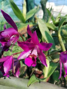 Cattlianthe Chongkolnee