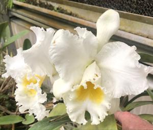 Cattleya JosÃ© MartÃ­