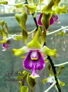 Dendrobium Budiono Lamtoro