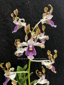 Dendrobium Budiono Lamtoro