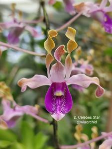 Dendrobium Celebes Star