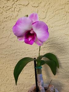 Dendrobium Kultana Pink