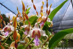 <i>Dendrobium</i> Trixie