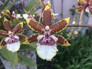 Oncidium Sharry Baby