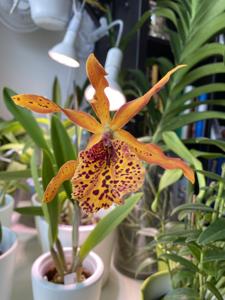 Myrmecatavola Frances Fox